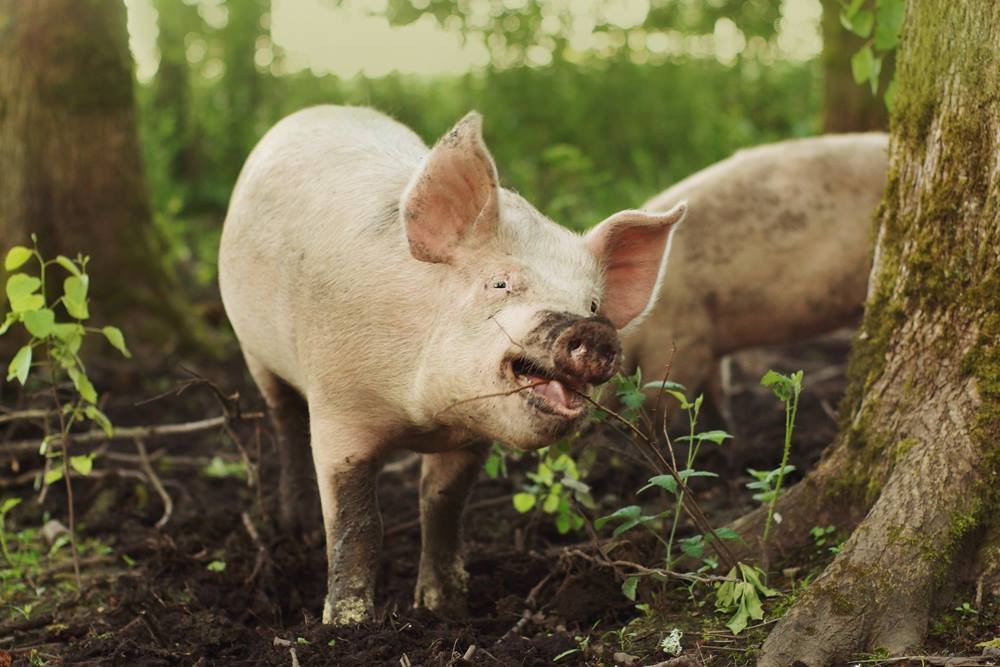 A playful pig standing in a forested area, chewing on a twig, surrounded by greenery and trees, showcasing its natural habitat and behavior.