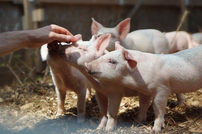 A person gently petting young pigs in a sunny barn setting, showcasing the bond between humans and animals on a farm.