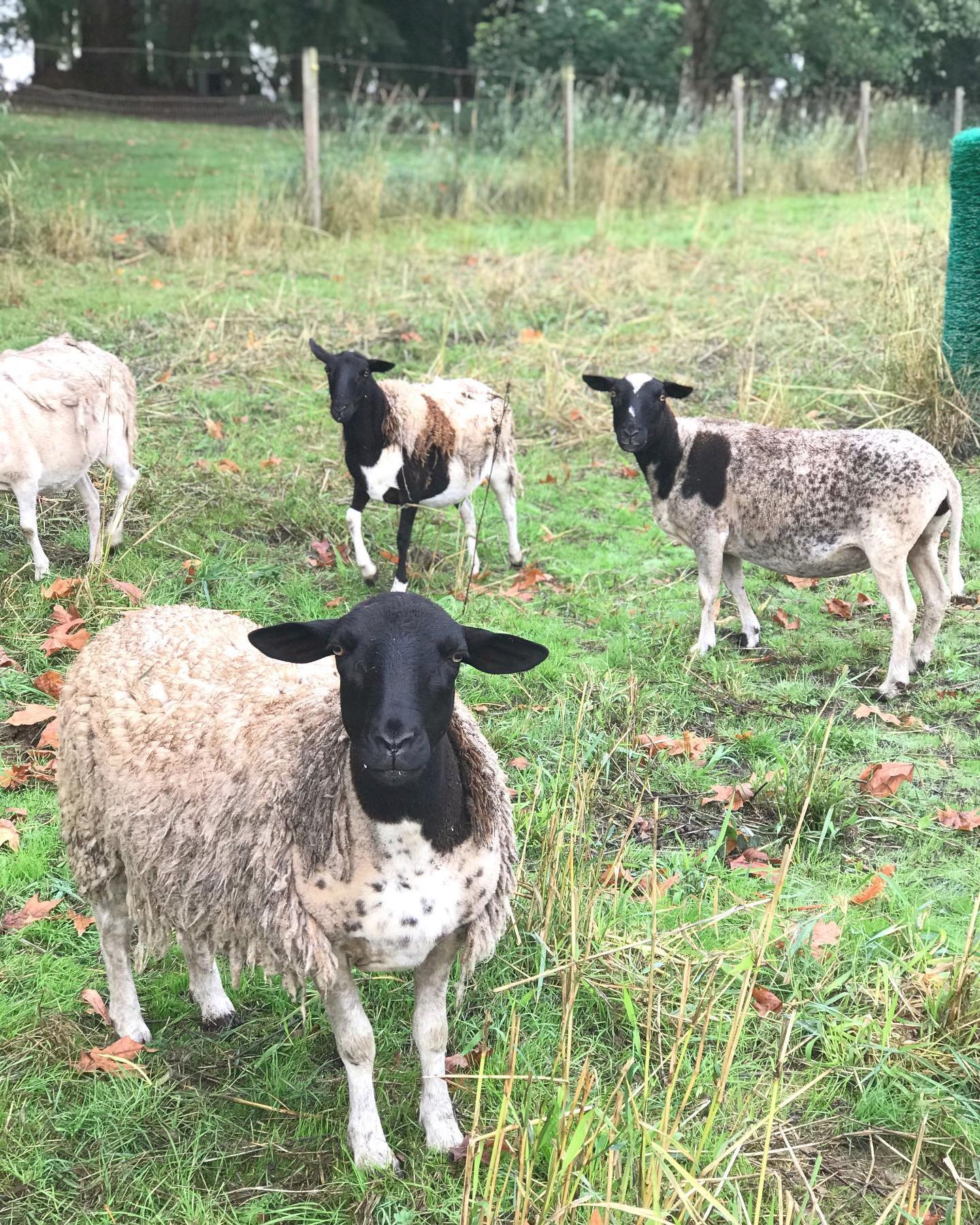 A group of sheep grazing in a lush green field, featuring a prominent black-faced sheep with a thick wool coat and several other sheep with varying patterns and colors in the background.
