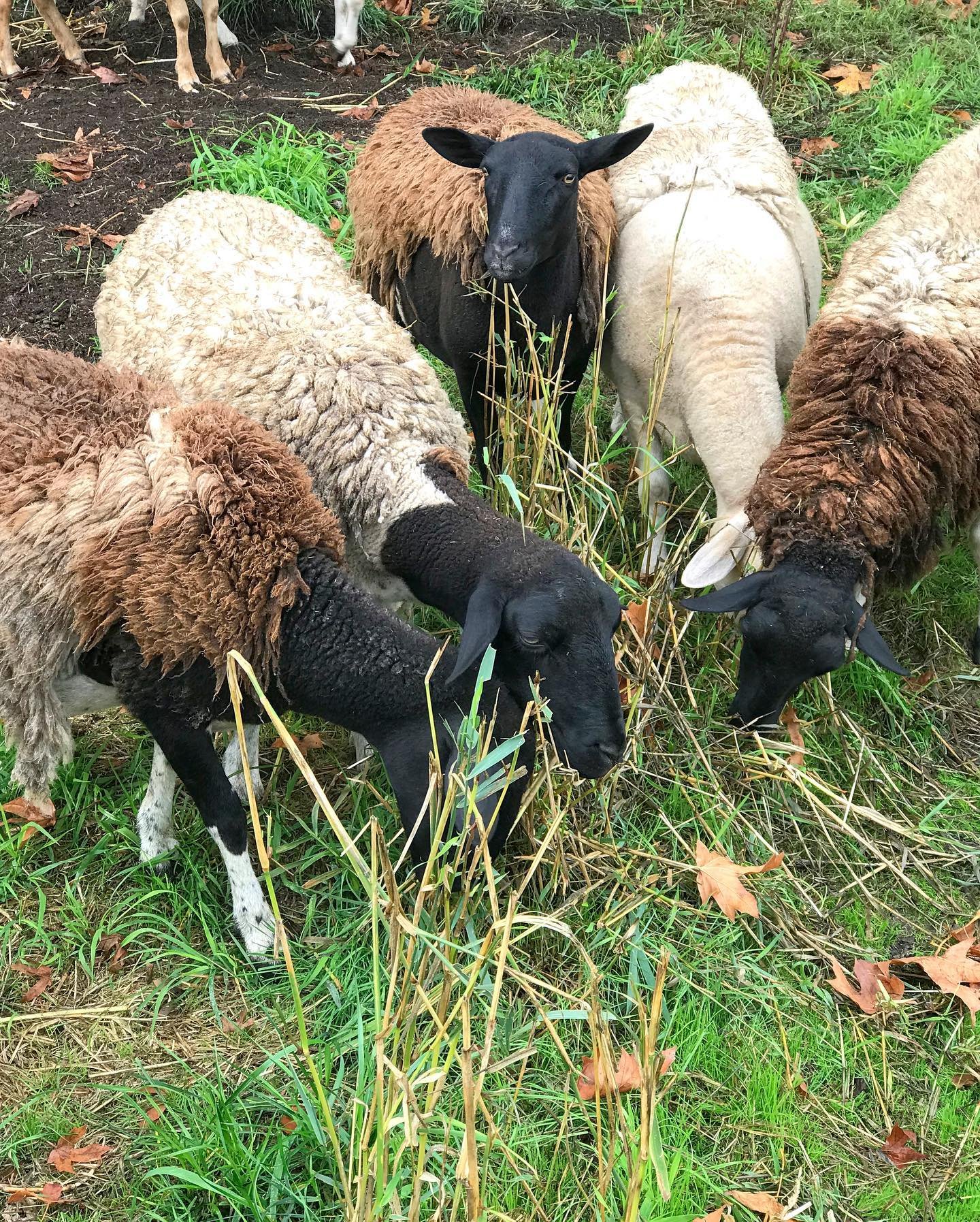 A group of sheep, including a black sheep and several with brown and white wool, grazing on green grass and dried plants in a farm setting.