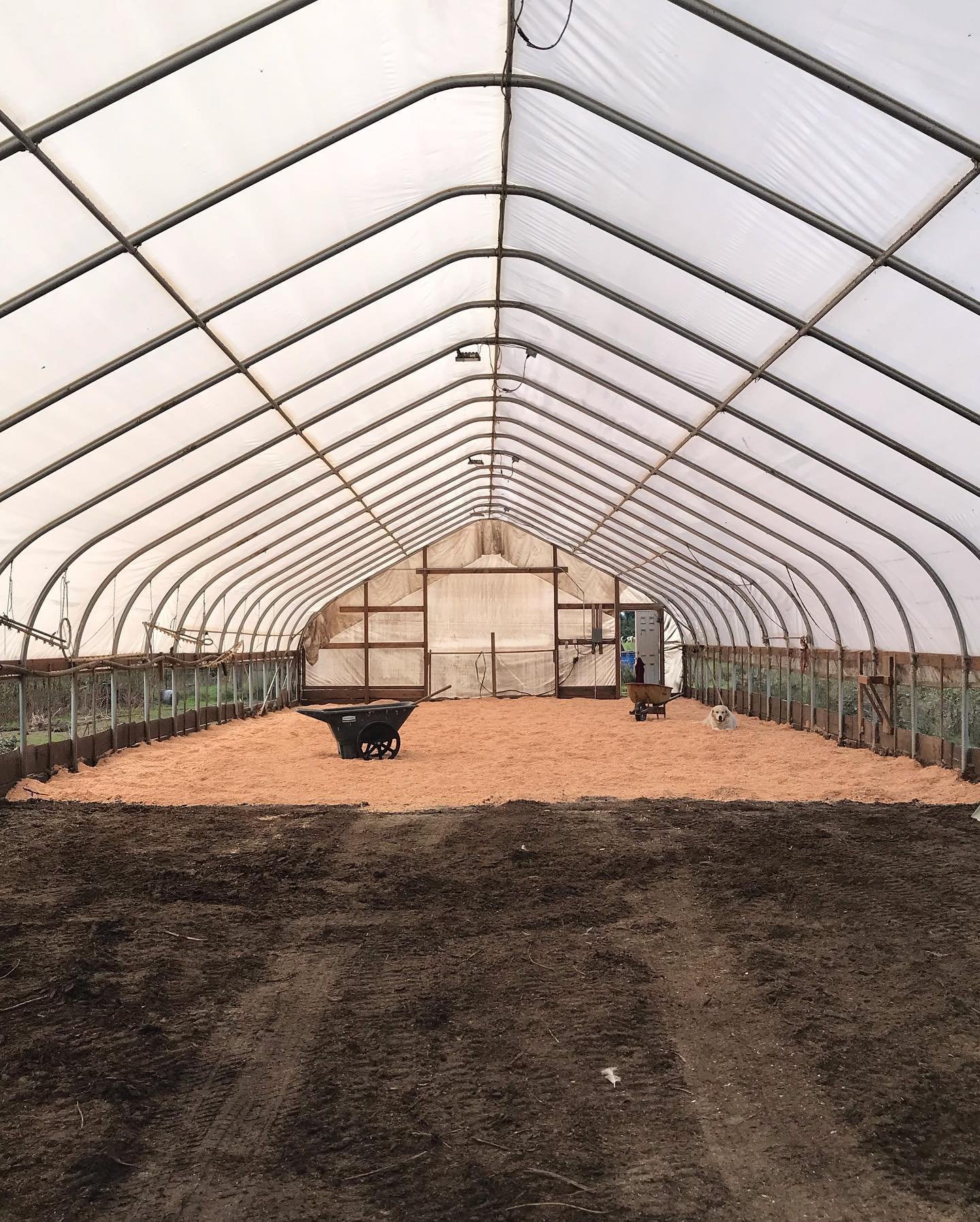 475889390_9086259321409117_7451365115299792728_n Interior view of a greenhouse featuring a spacious layout with a wheelbarrow and a dog on a sandy floor, surrounded by planting beds, ideal for growing vegetables or flowers.