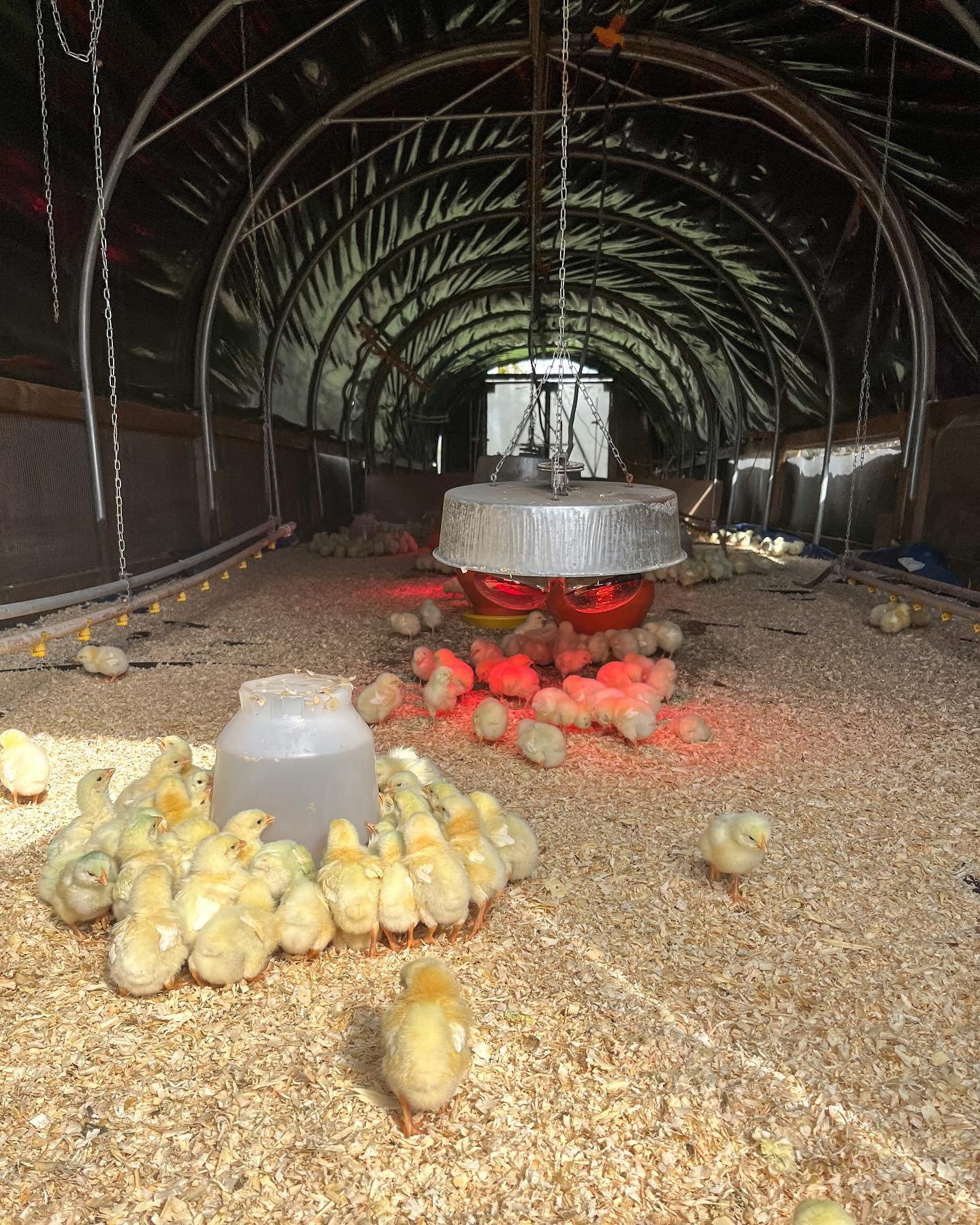 Chicks gathered around a water feeder in a poultry barn, with warm lighting from overhead heat lamps and sawdust covering the ground, illustrating a nurturing environment for young birds.