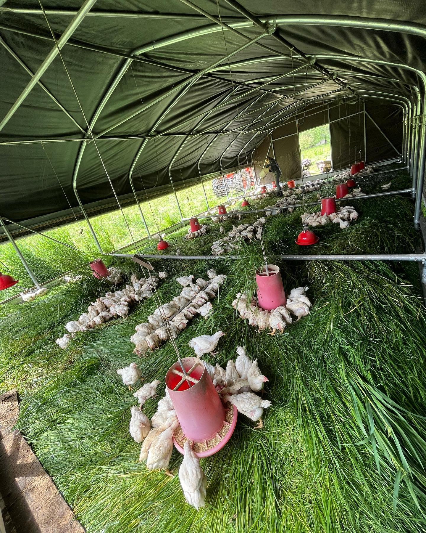 Chickens feeding in a green, grass-filled poultry shelter with hanging water dispensers and a spacious interior designed for free-range farming.