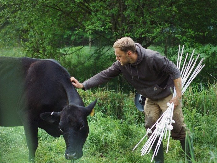 Farmer gently interacting with a black cow in a lush green field, holding fencing stakes in one hand while petting the animal, showcasing sustainable farming practices.