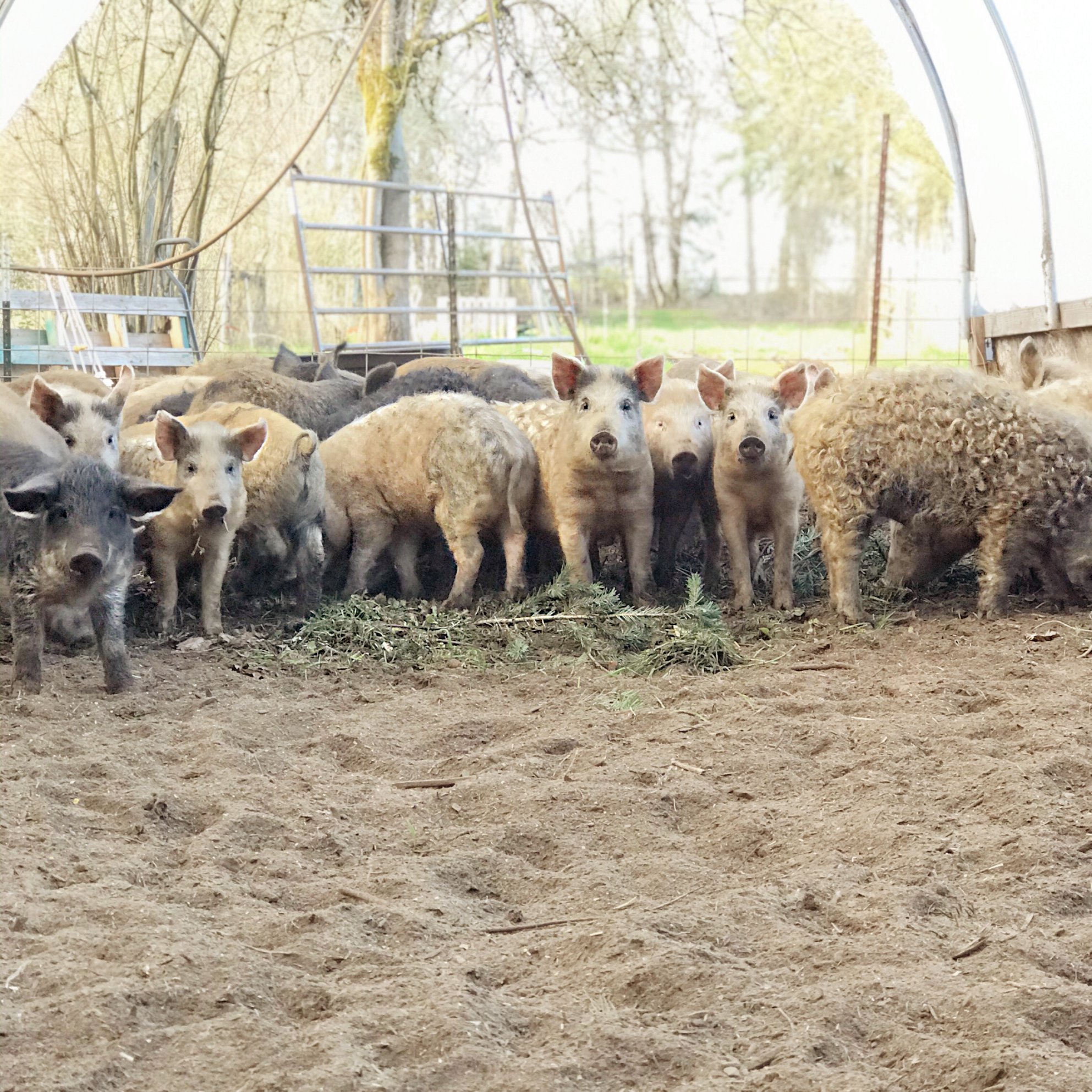 A group of young pigs of various breeds gathered in a barn, with some foraging on the ground. The scene captures a rural farming environment with natural lighting and greenery visible outside.