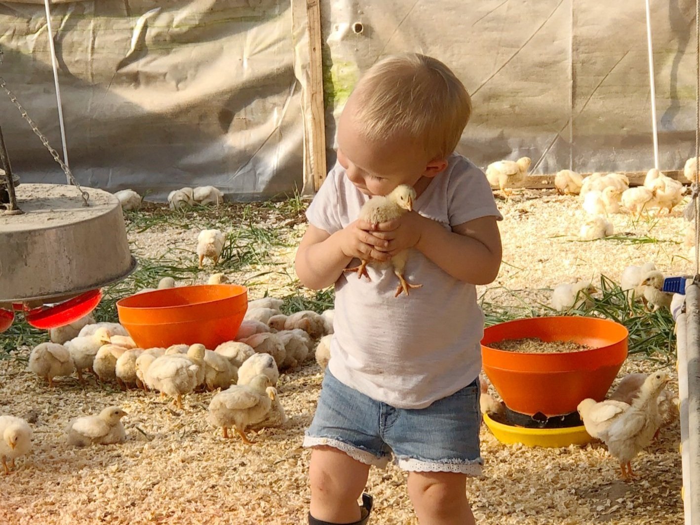 Young child holding a chick in a poultry farm surrounded by baby chickens and feeding bowls, showcasing a connection with animals and farm life.